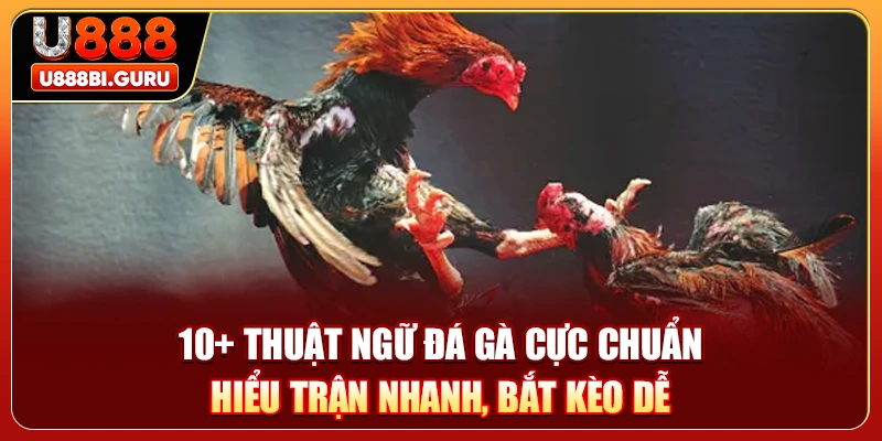 10+ Thuật Ngữ Đá Gà Cực Chuẩn - Hiểu Trận Nhanh, Bắt Kèo Dễ