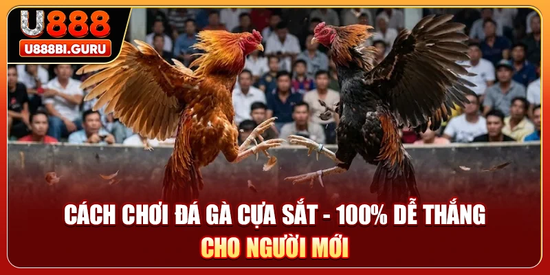 Cách Chơi Đá Gà Cựa Sắt - 100% Dễ Thắng Cho Người Mới