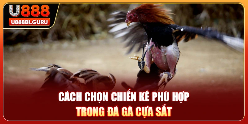 Cách chọn chiến kê phù hợp trong đá gà cựa sắt