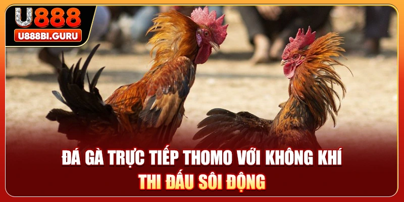 Đá gà trực tiếp Thomo với không khí thi đấu sôi động