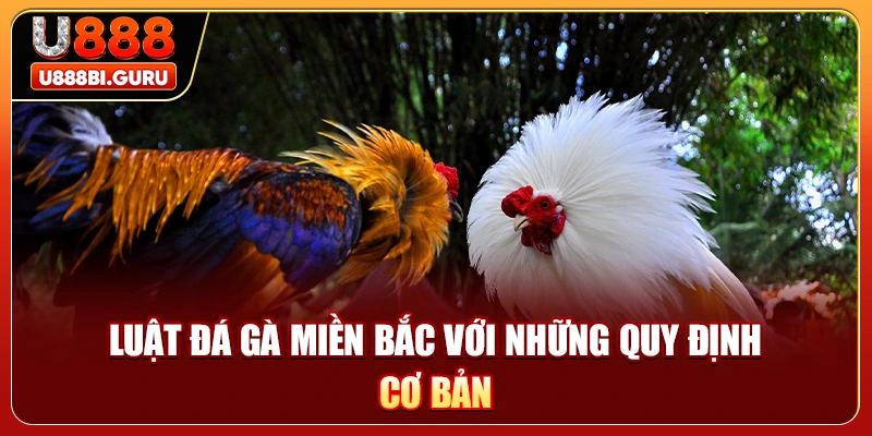Luật đá gà miền Bắc với những quy định cơ bản