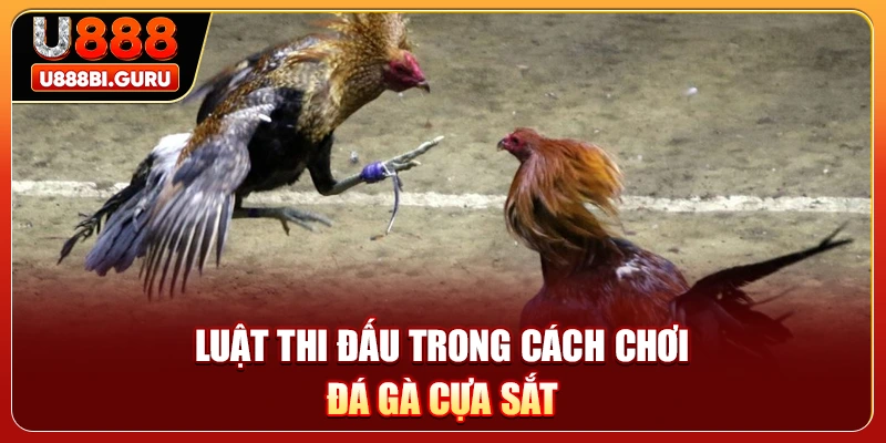 Luật thi đấu trong cách chơi đá gà cựa sắt