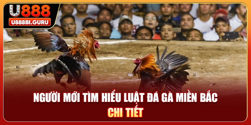 Người mới tìm hiểu luật đá gà miền Bắc chi tiết