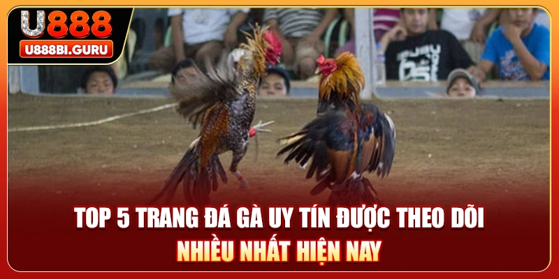Top 5 Trang Đá Gà Uy Tín Được Theo Dõi Nhiều Nhất Hiện Nay